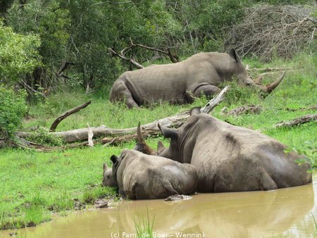 191122_103707-15 Familie neushoorn.JPG